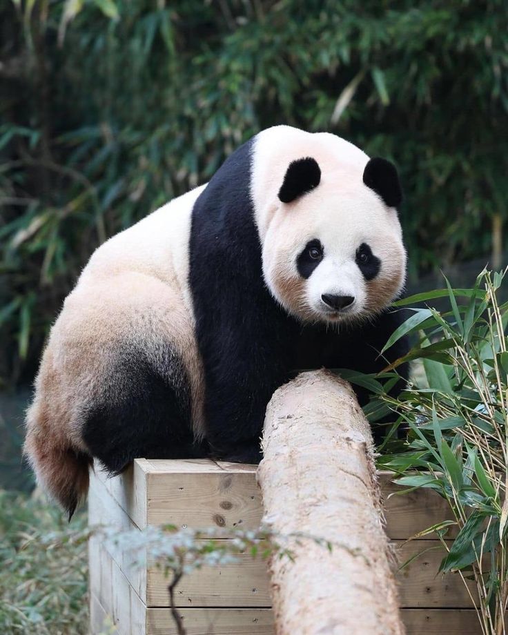 hình nền gấu trúc ngầu