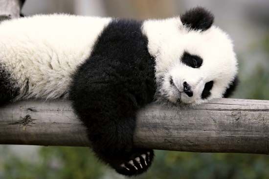hình nền gấu trúc siêu cute