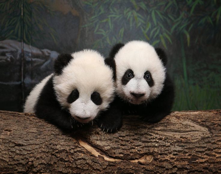 hình nền gấu trúc siêu cute