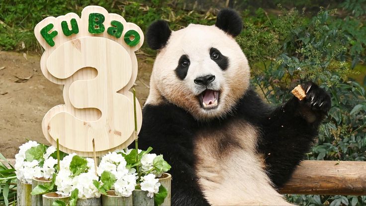 hình nền máy tính gấu trúc cute