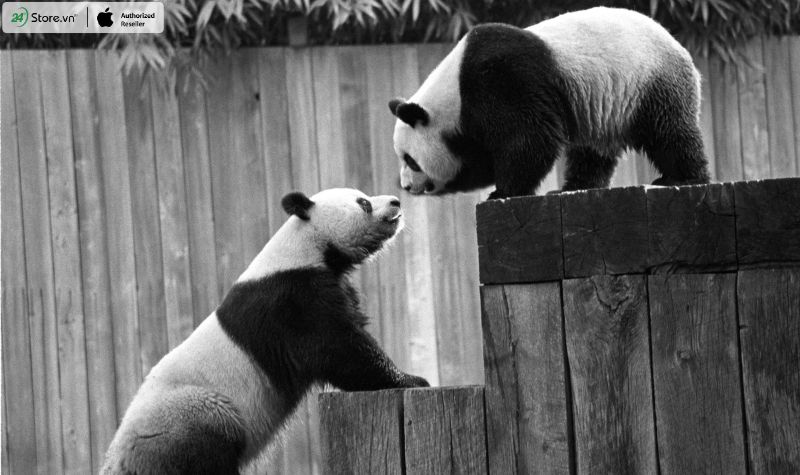 tính cách của gấu trúc