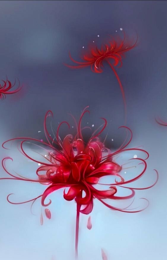 hình nền hoa bỉ ngạn 3d