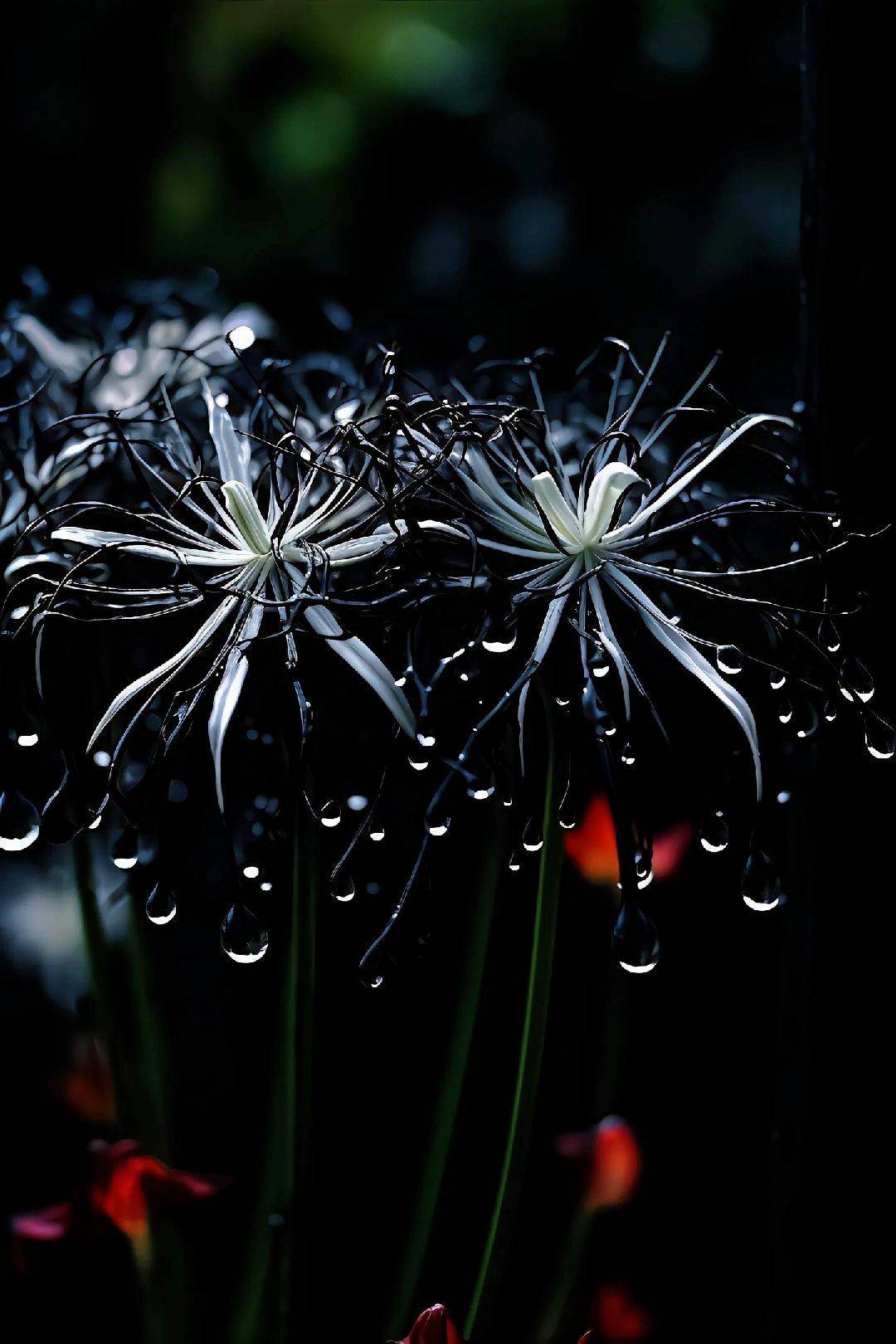 hình nền hoa bỉ ngạn đen