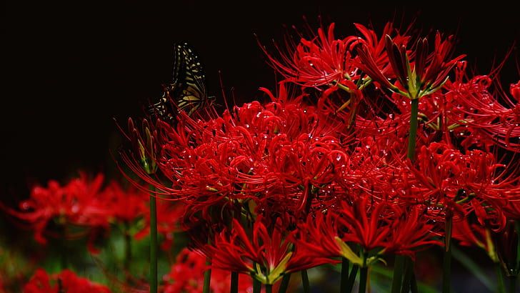 hình nền máy tính hoa bỉ ngạn đỏ