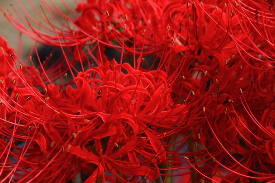 hình nền máy tính hoa bỉ ngạn đỏ