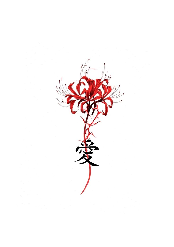 hình nền hoa bỉ ngạn vẽ