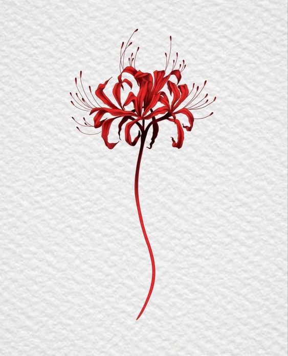 hình nền hoa bỉ ngạn vẽ