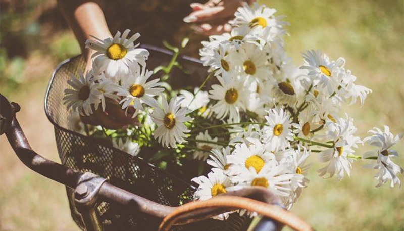 hình nền hoa cúc mi và bầu trời