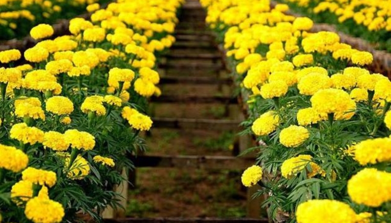 hình ảnh hoa cúc đẹp nhất thế giới