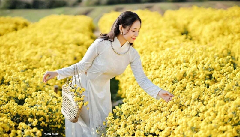 hình ảnh hoa cúc vàng buồn