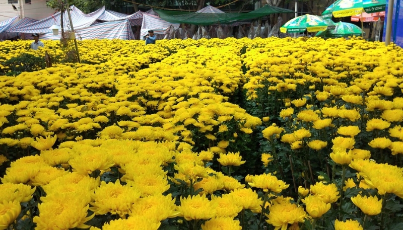 hình nền hoa cúc 4K