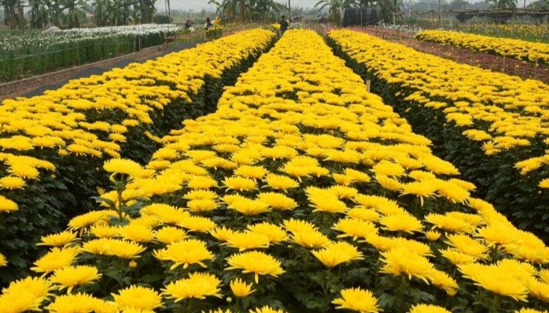 hình nền hoa cúc vàng