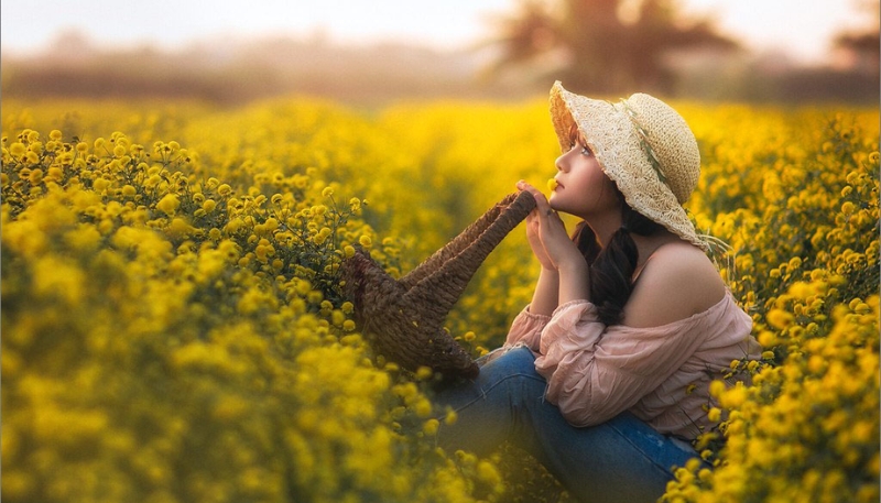 hình nền hoa cúc vàng