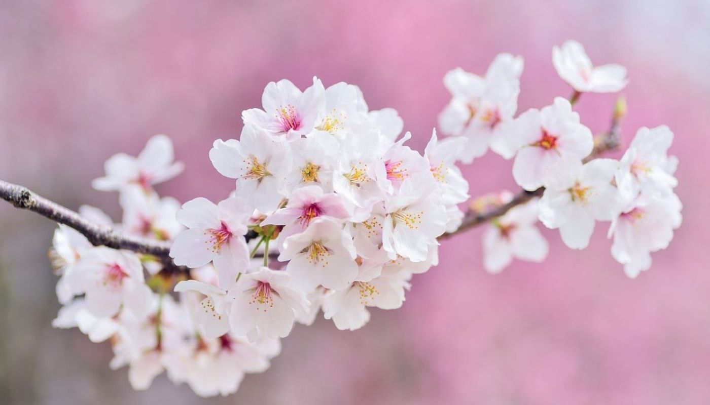 Hình ảnh hoa Đào đẹp nhất