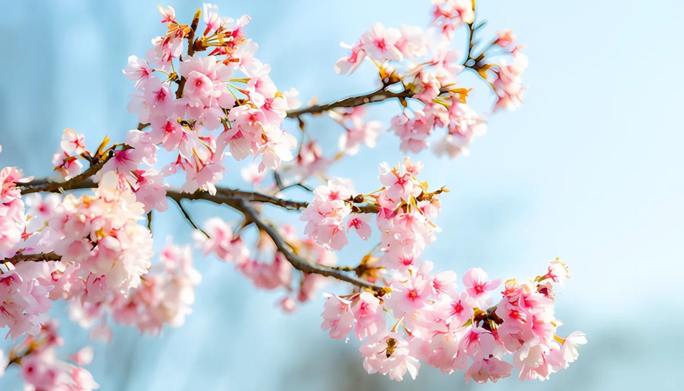 Hình ảnh hoa Đào đẹp nhất