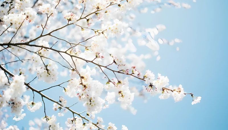 Hình ảnh hoa Đào mùa xuân
