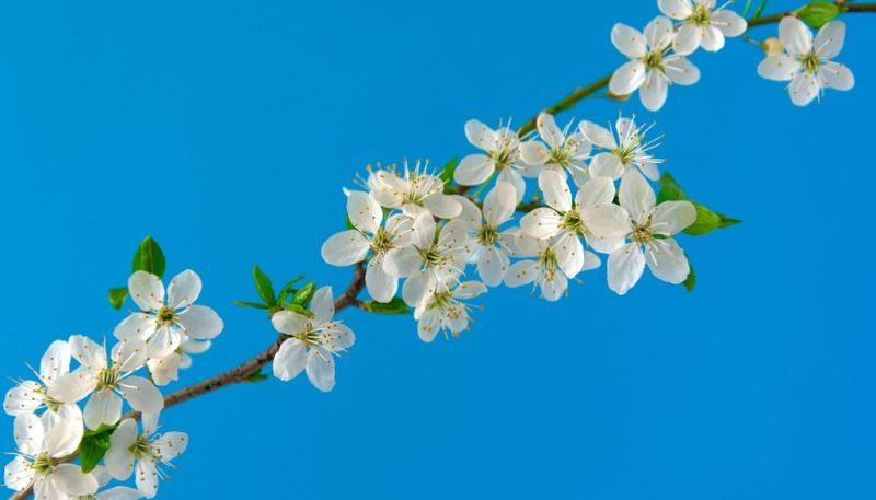 Hình ảnh hoa Đào mùa xuân