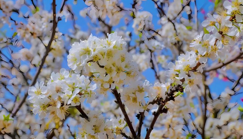 Hình ảnh hoa Đào mùa xuân