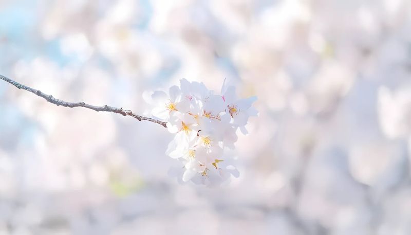 Hình ảnh hoa Đào mùa xuân
