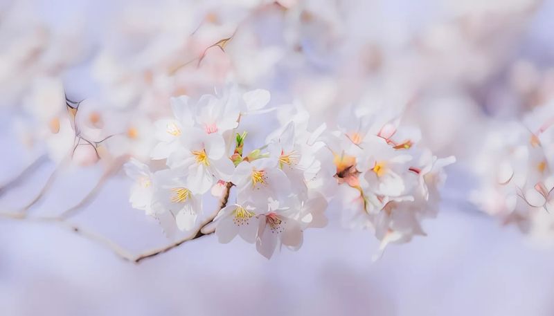 Hình ảnh hoa Đào mùa xuân