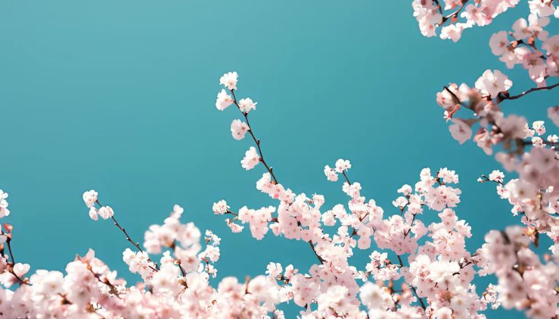Hình ảnh hoa Đào ngày Tết