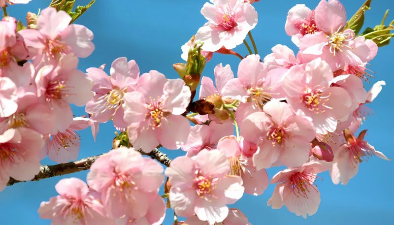 Hình ảnh hoa Đào ngày Tết