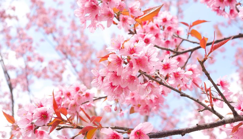 Hình ảnh hoa Đào ngày Tết