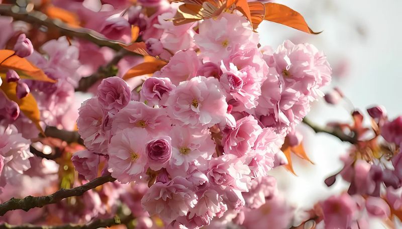 Hình ảnh hoa Đào ngày Tết