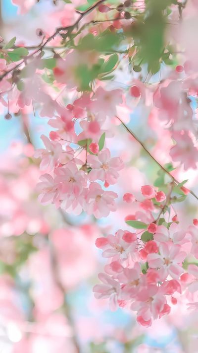 Hình nền hoa Đào cho điện thoại