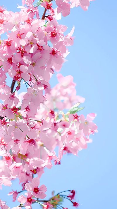 Hình nền hoa Đào cho điện thoại