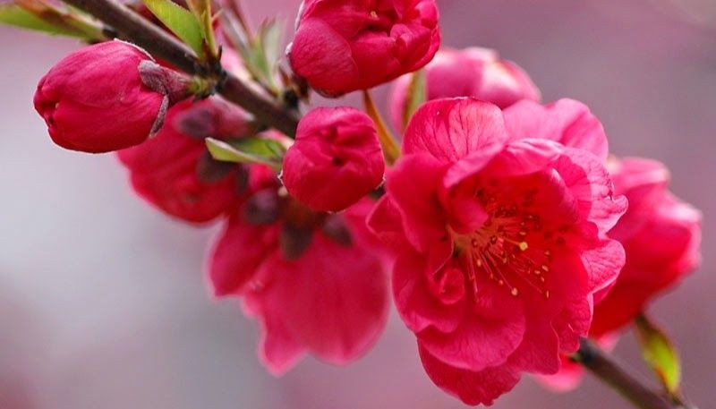 Hình ảnh hoa Đào mùa xuân