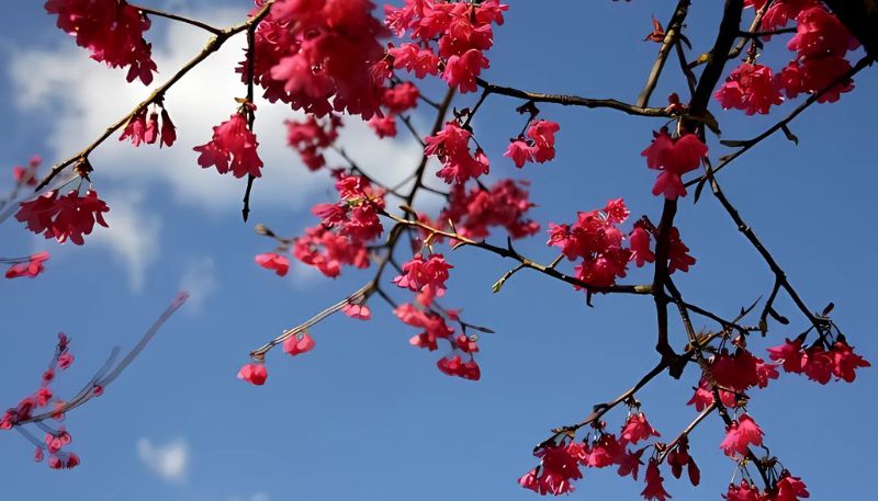 Hình ảnh hoa Đào mùa xuân