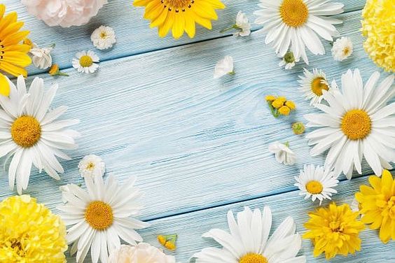 tải hình ảnh hoa hướng dương