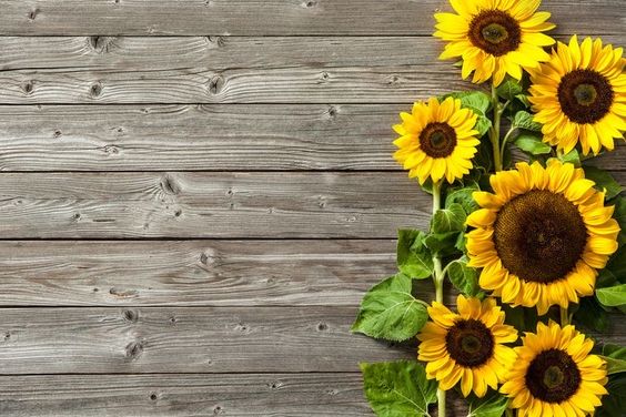 tải hình ảnh hoa hướng dương