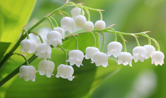 hình nền hoa linh lan cute