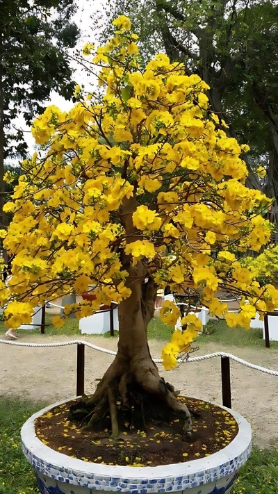 Hình ảnh cây Mai đẹp