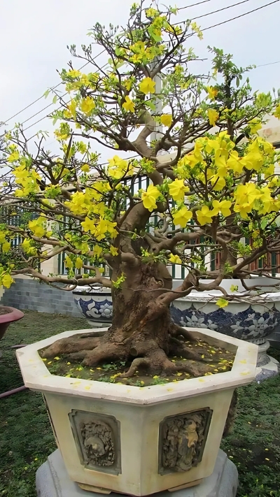 Hình ảnh cây Mai đẹp