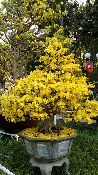 Hình ảnh cây Mai đẹp
