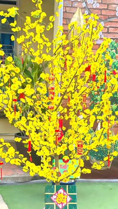 Hình ảnh cây Mai đẹp