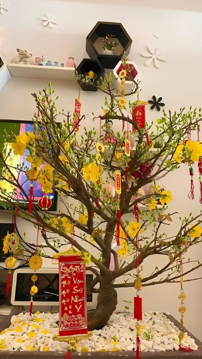 Hình ảnh cây Mai đẹp