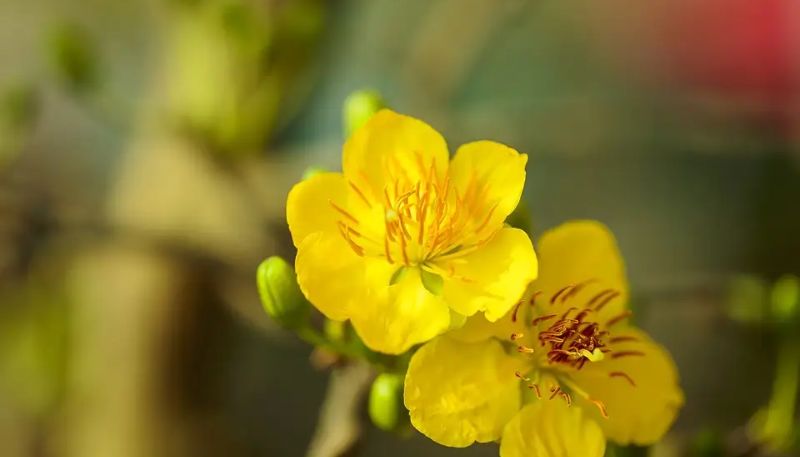 Hình ảnh hoa Mai vàng đẹp nhất