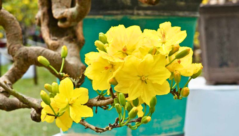 Hình ảnh hoa Mai vàng đẹp nhất