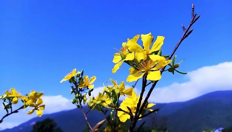 Hình nền hoa Mai 4K