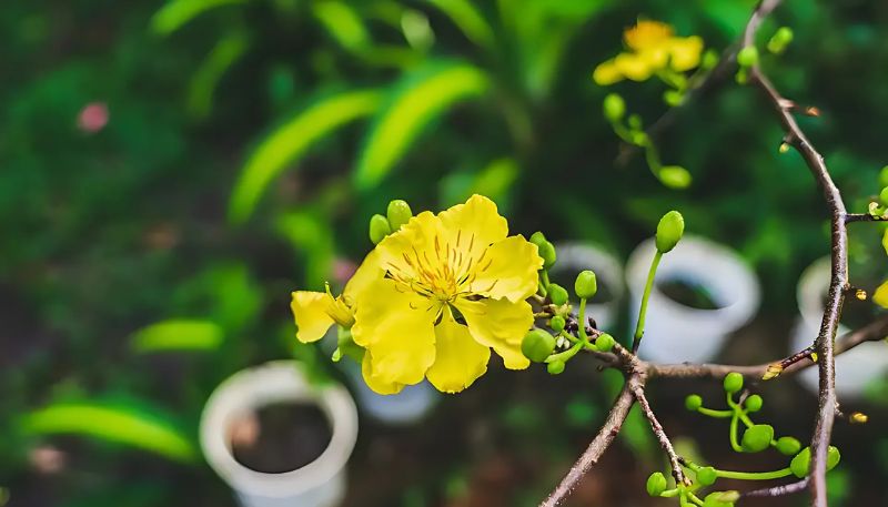 Hình nền hoa Mai 4K