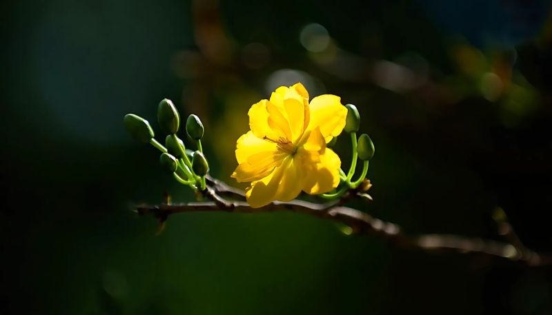 Hình nền hoa Mai 4K