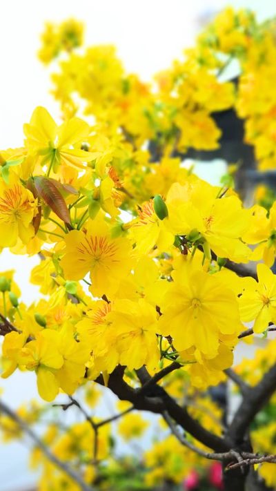 Hình nền hoa Mai cho điện thoại