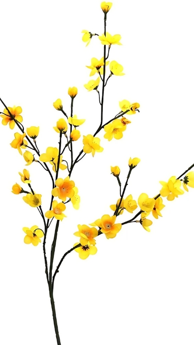 Hình nền hoa Mai ngày Tết