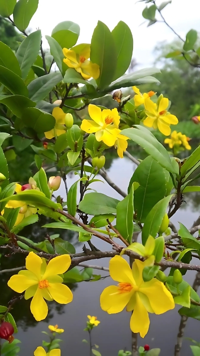 Hình nền hoa Mai ngày Tết