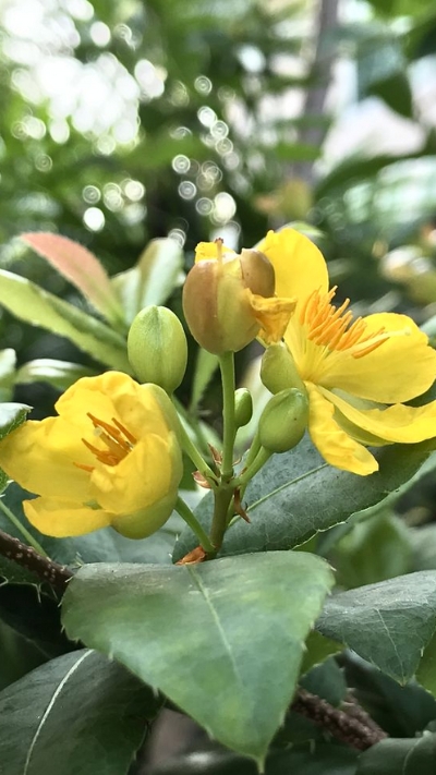 Hình nền hoa Mai ngày Tết