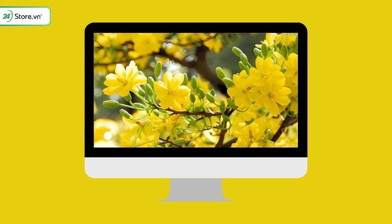 Hình nền hoa Mai Tết cho máy tính